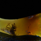 Illustration for article titled Gemologist Finds Insect Trapped in Opal Instead of Amber